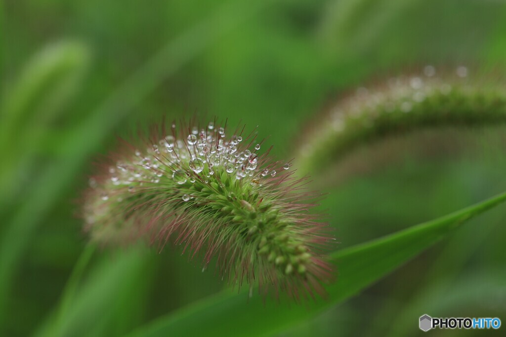 芋虫？