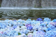 噴水に浮かんだ紫陽花