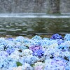 噴水に浮かんだ紫陽花