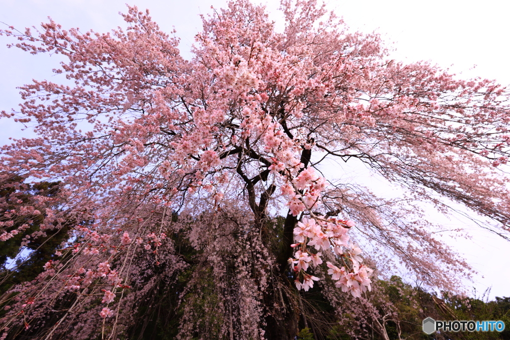 枝垂れ桜