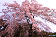 枝垂れ桜