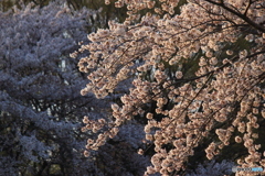 花茜