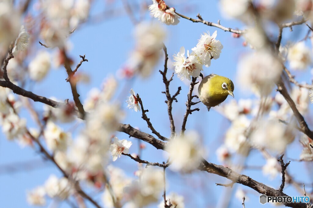 春ですね(#^.^#)