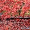 紅葉且つ散る