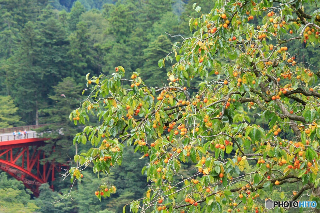 柿の木のある風景