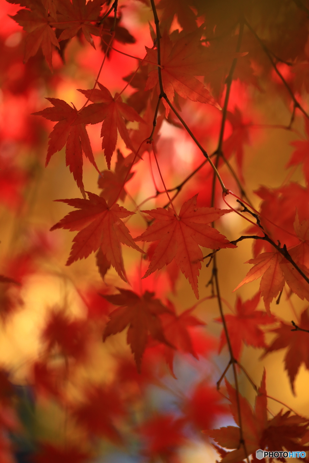 あの日の紅葉
