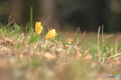 小さな春