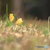 小さな春