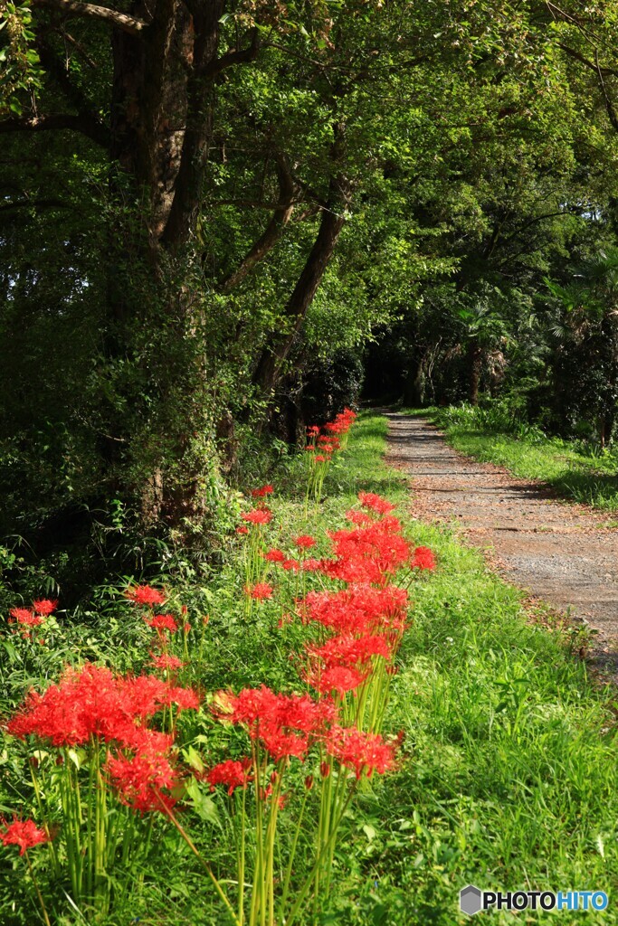 花咲く散歩道