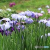 しょうぶ園にて