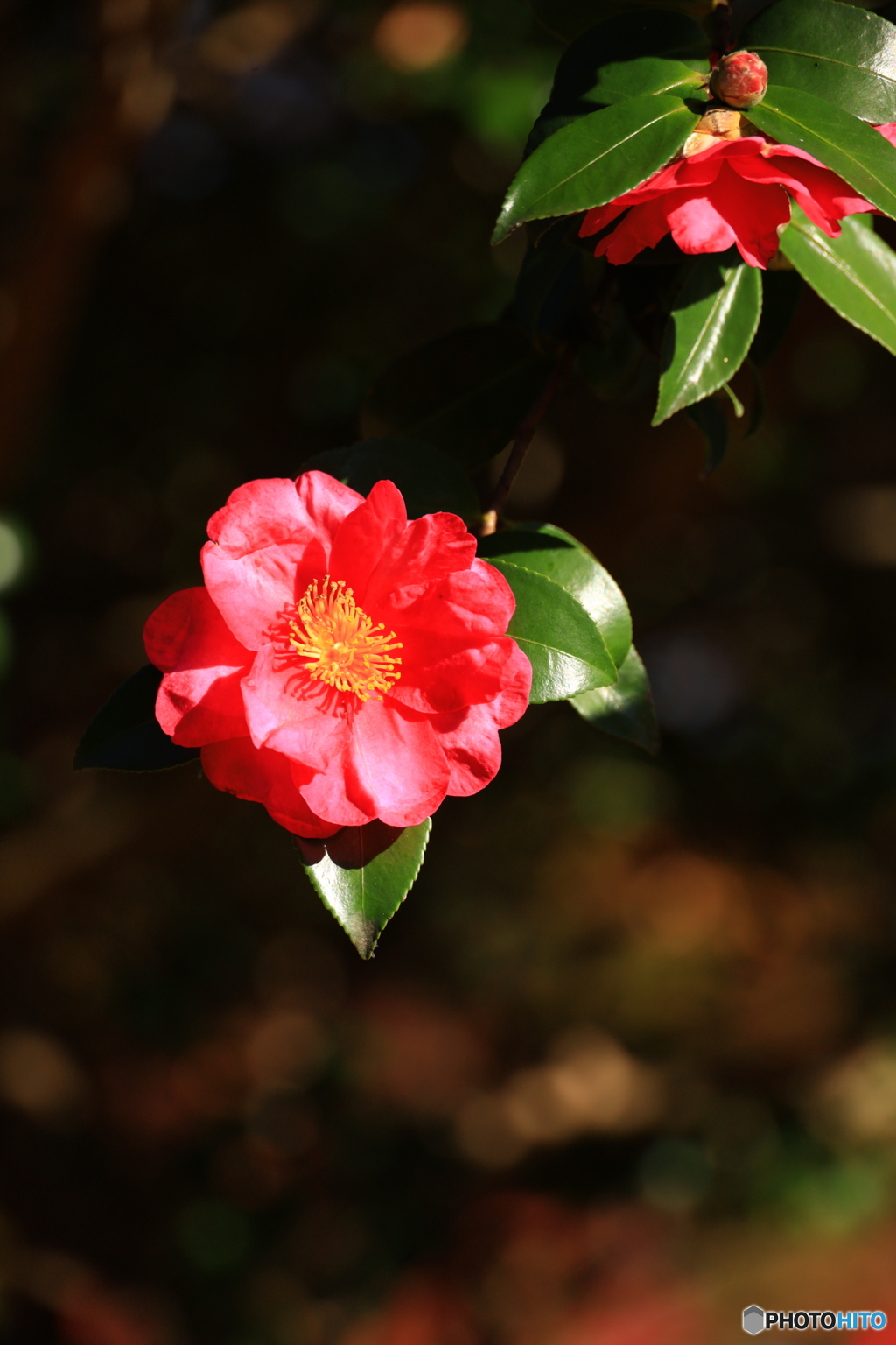 山茶花