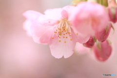 春はまだまだ