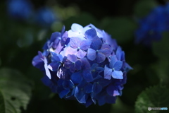 三時のおやつ