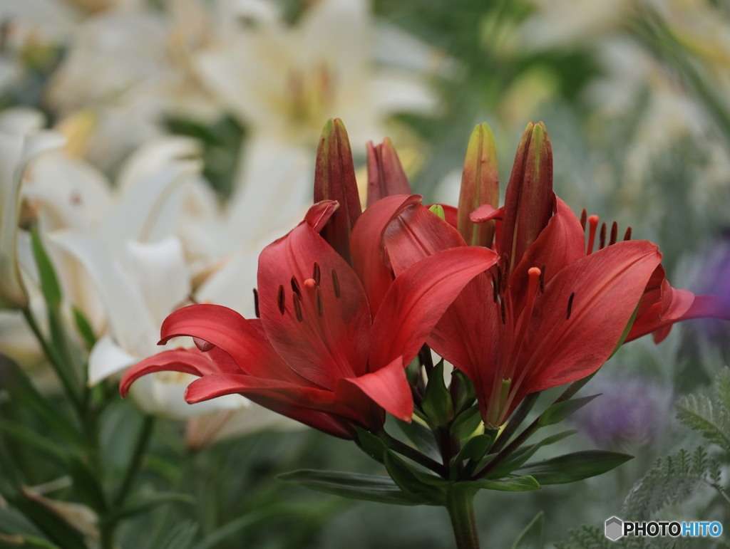 紅白揃い踏み