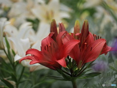 紅白揃い踏み