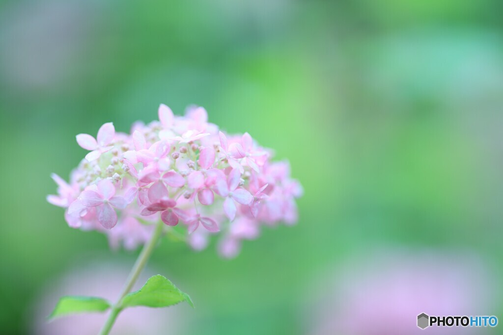 梅雨の頃の好きな花----トリミング