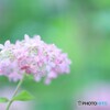 梅雨の頃の好きな花----トリミング