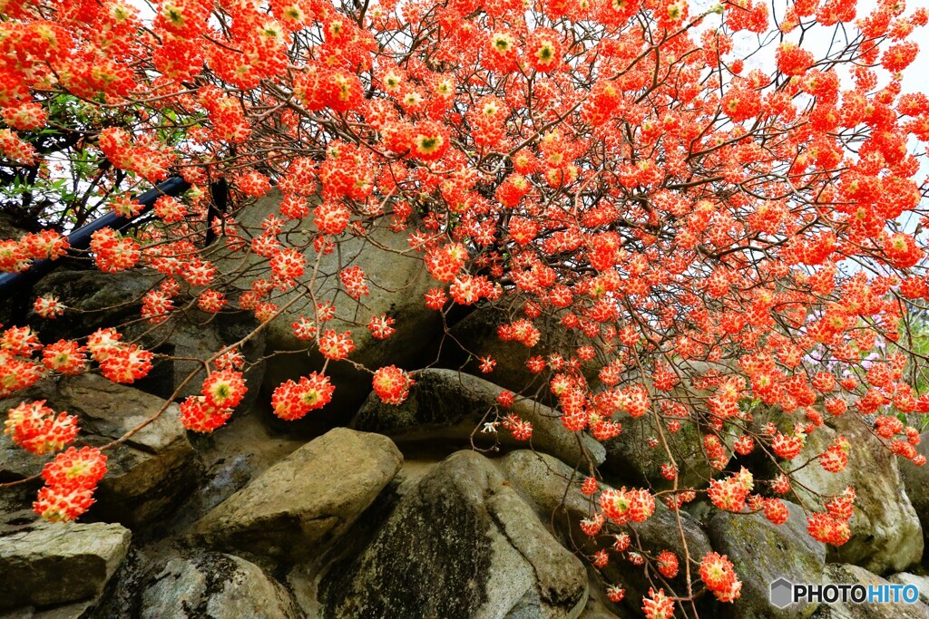 三又の花