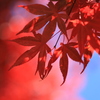 紅葉を愛でる
