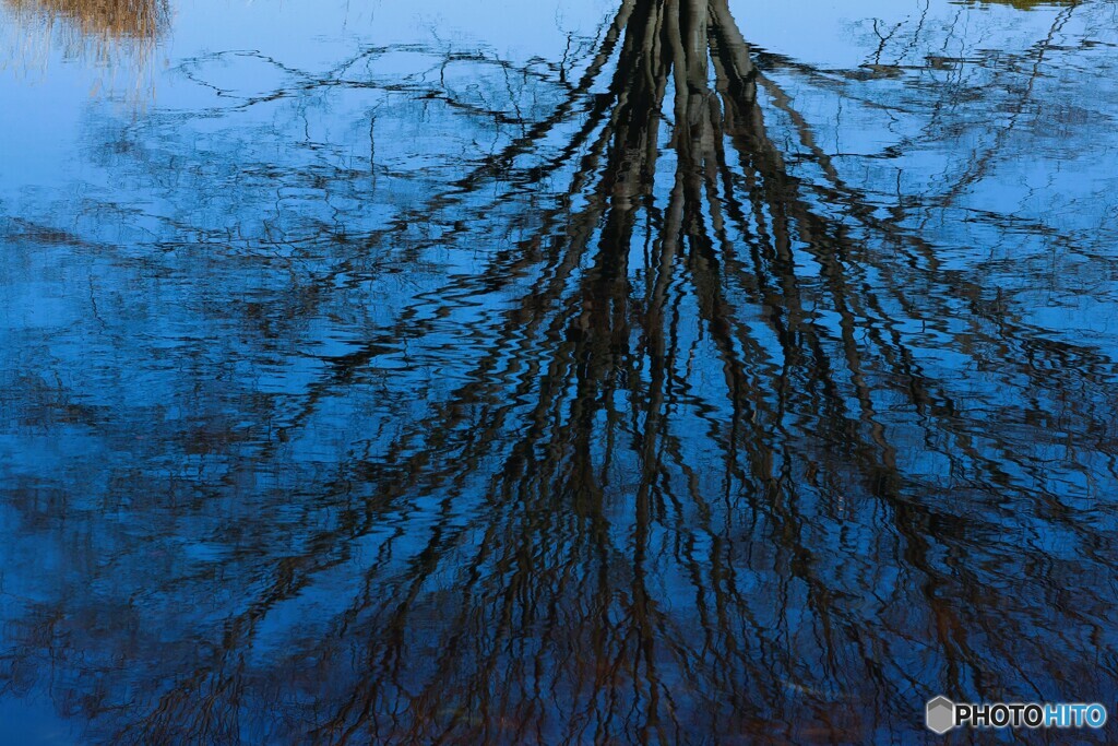 blue  tree