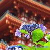 五重塔と紫陽花