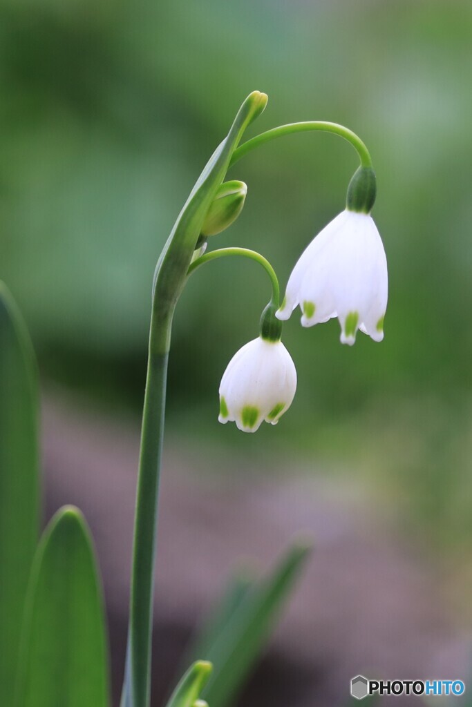 ランプを灯して