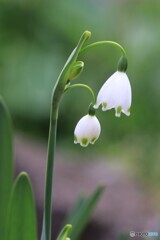 ランプを灯して