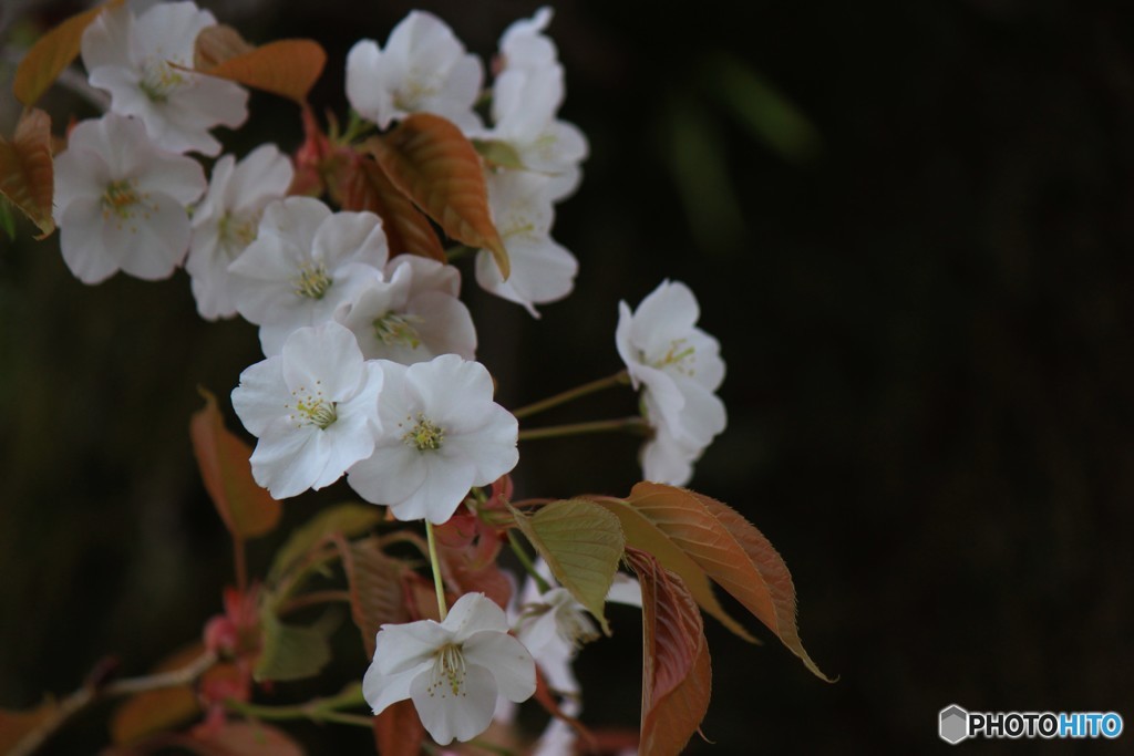 山桜白色一重