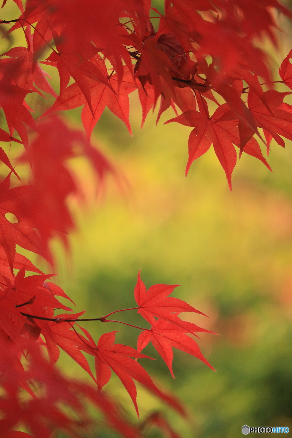 照紅葉