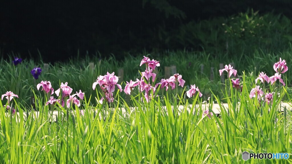 花菖蒲咲く季節