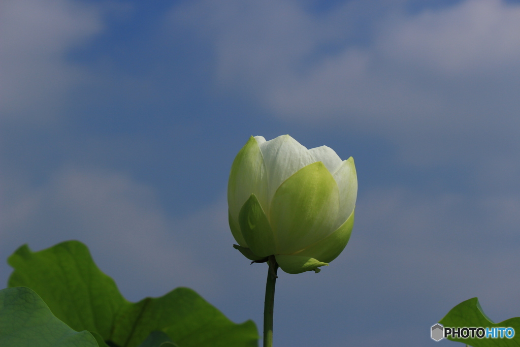 涼しく