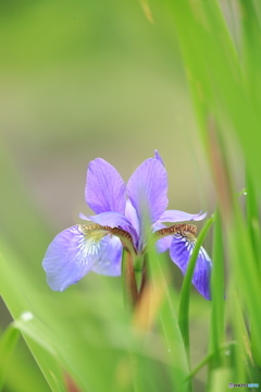 小菖蒲