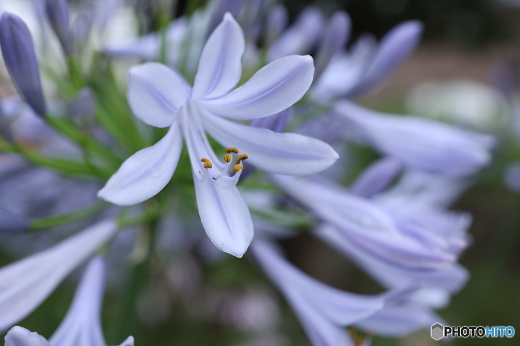 薄紫の花姿