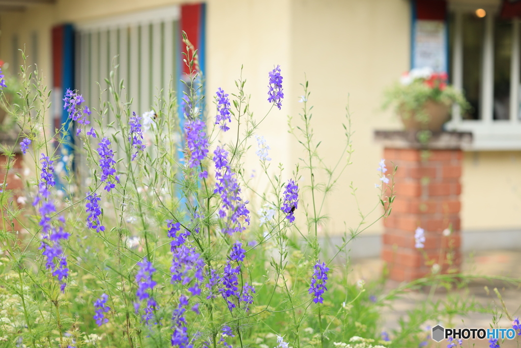 花のある風景
