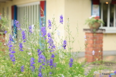 花のある風景