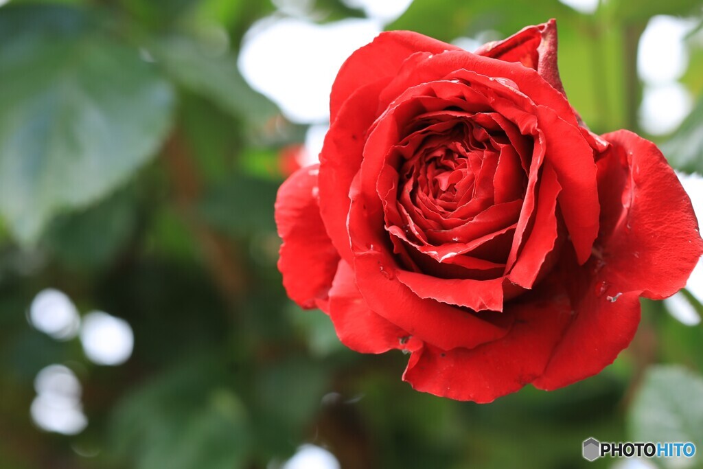  情熱色の薔薇