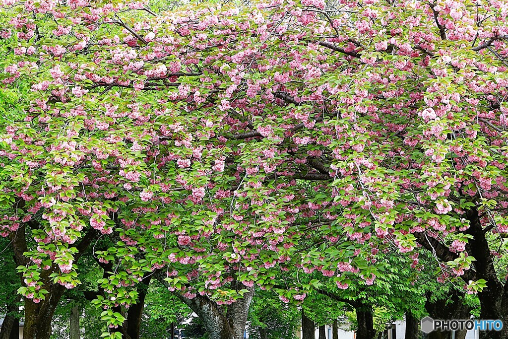 八重桜