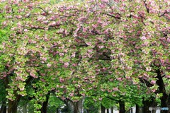 八重桜