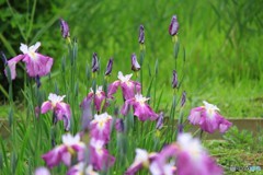 菖蒲を生ける