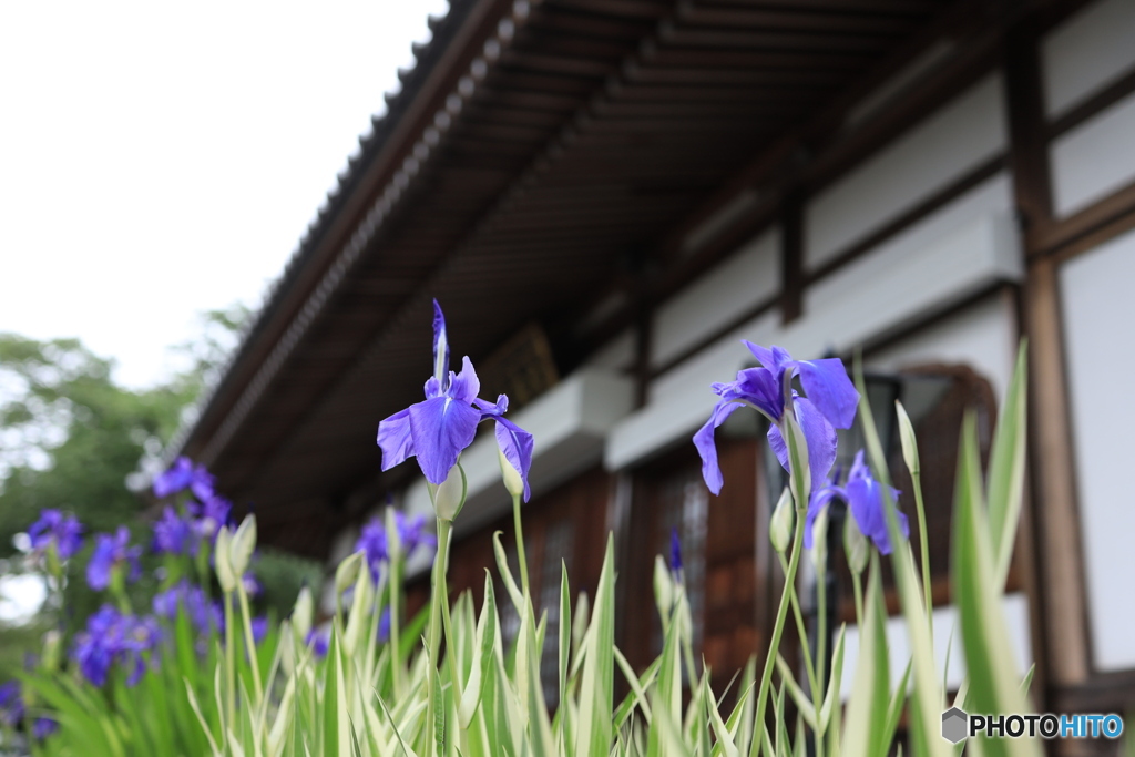 古刹の花