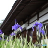 古刹の花