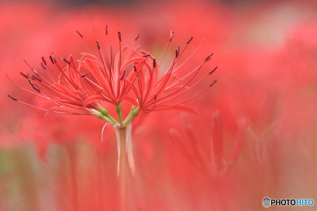曼珠沙華の朱色