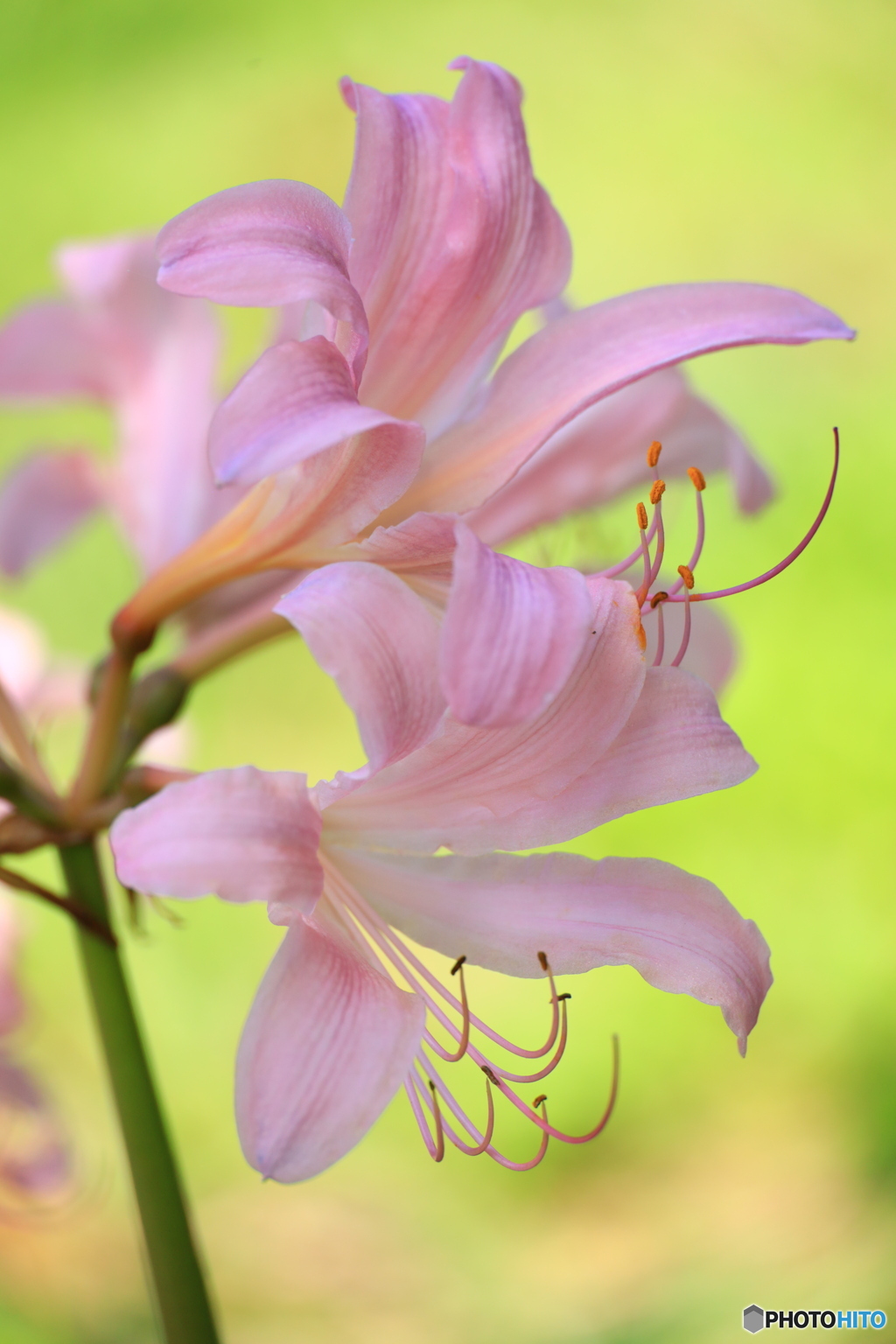  思い出の花