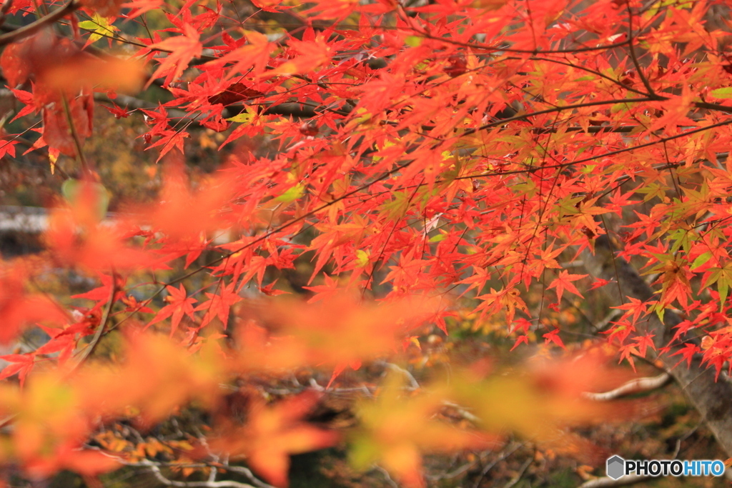 紅葉狩り