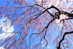 枝垂桜天を覆う