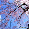 枝垂桜天を覆う