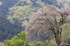 里山に咲く
