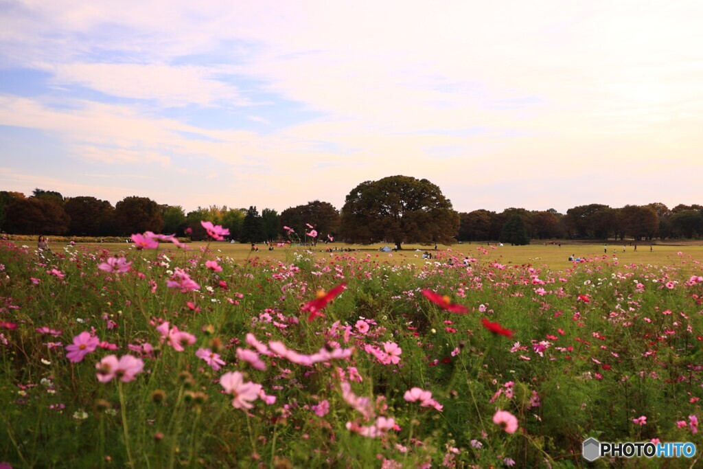 昭和記念公園の秋