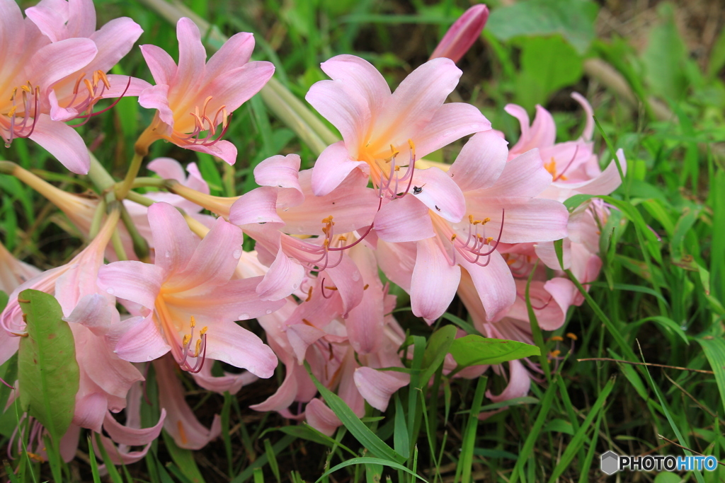 夏水仙の花束を
