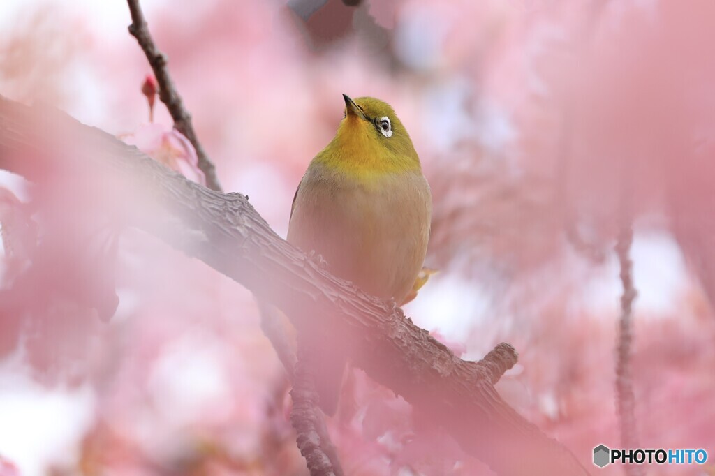 霞に隠れて